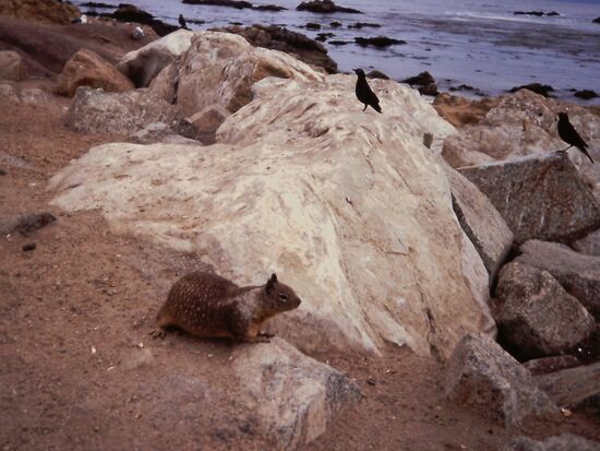 Kalifornischer Ziesel