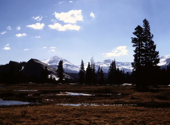 Tuolumne Meadows