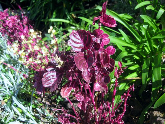 In Filomenas Garten