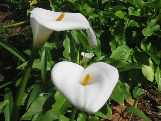 Eine Schönheit in weiss...