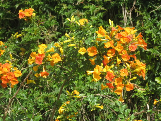 Es blüht überall - auch im Winter