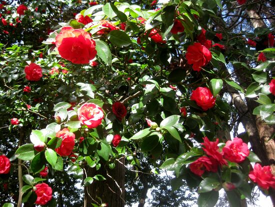 Die Rosen blühen auch im Winter