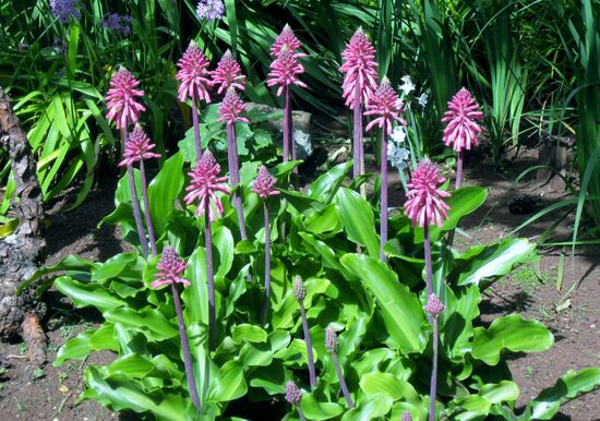 Blumen, die im Winter blühen