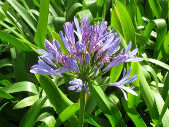 Agapanthus