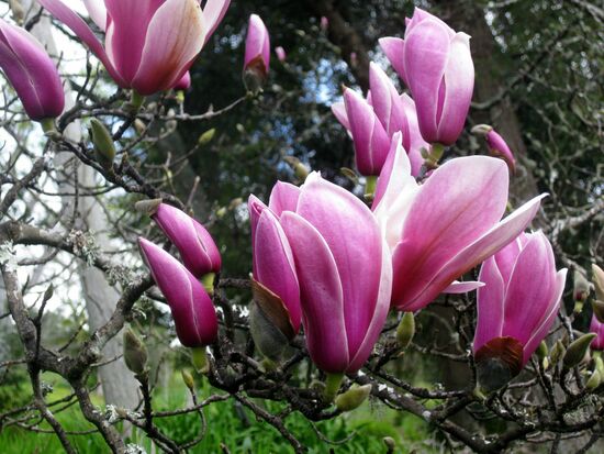 Magnolienblüte