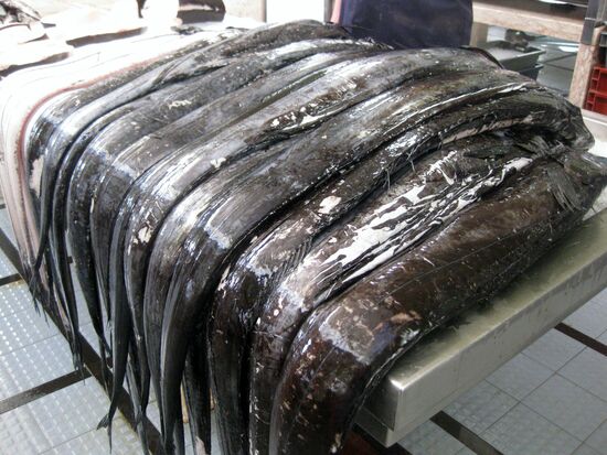 Degenfisch in Hülle und Fülle