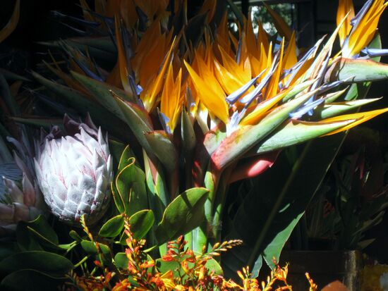 Wunderschöne Blumen