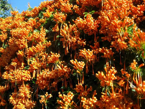 Wunderschöne Blüten