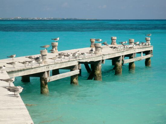 Rastplatz für Möwen