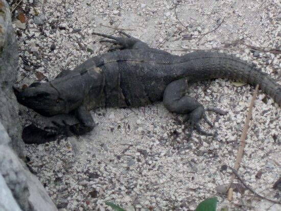 Er sieht "fast" echt aus...