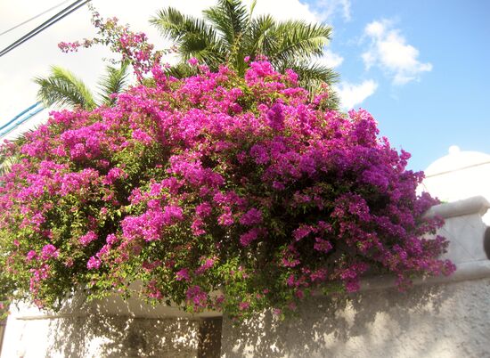 Bougainvillea in voller Blüte