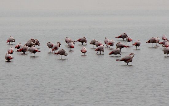 Flamingos im flachen Wasser der Etangs