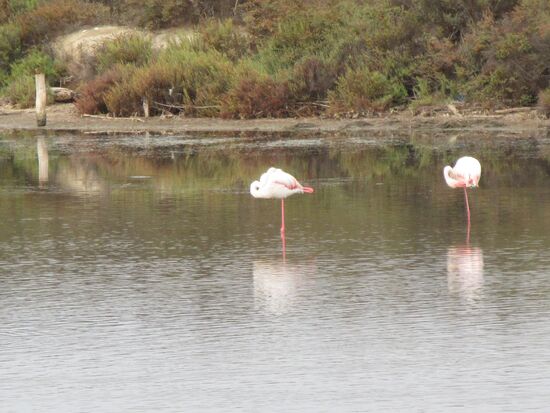 Zu zweit fischt es sich besser...