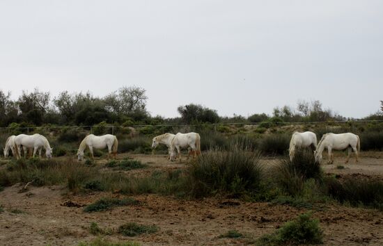 Eine Herde Camargue Pferde