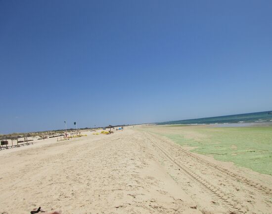 Ein Teil des Strands ist "grün"...