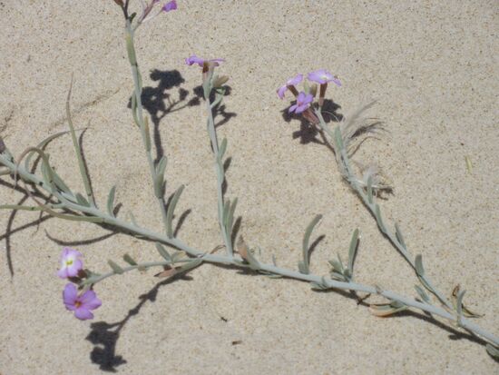 Blumen in den Dünen