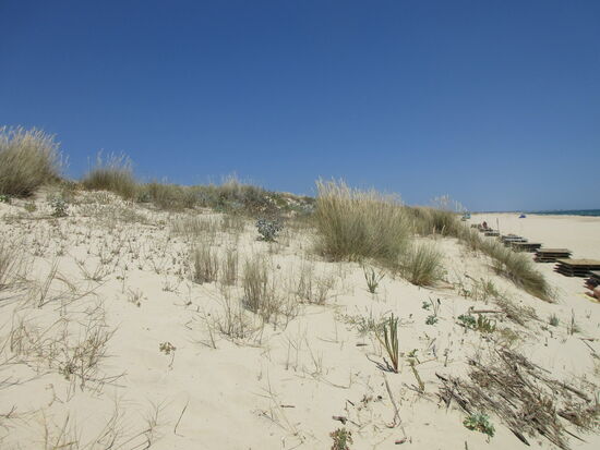 Die Dünen