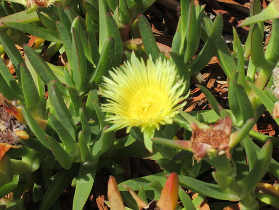 Eine Strandschönheit