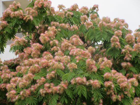 Wunderschön blühender Baum