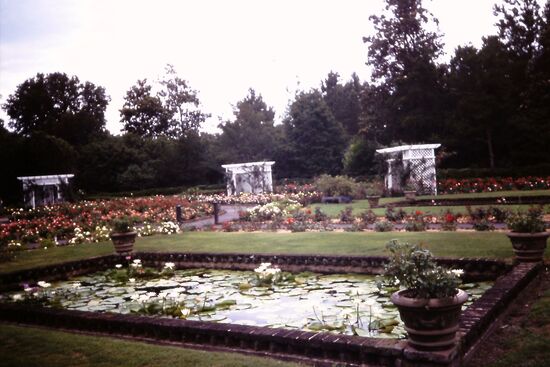 Seerosenteich mit Rosen im Hintergrund
