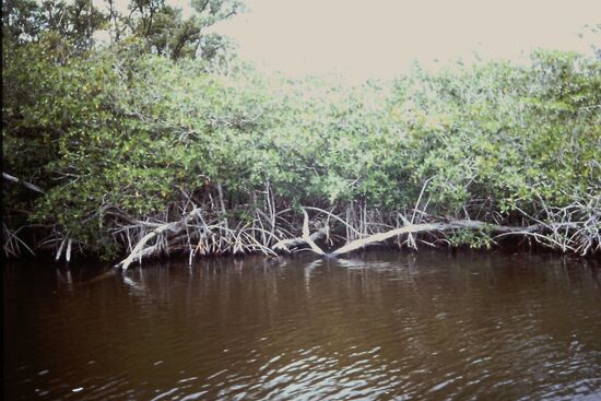 Mangroven