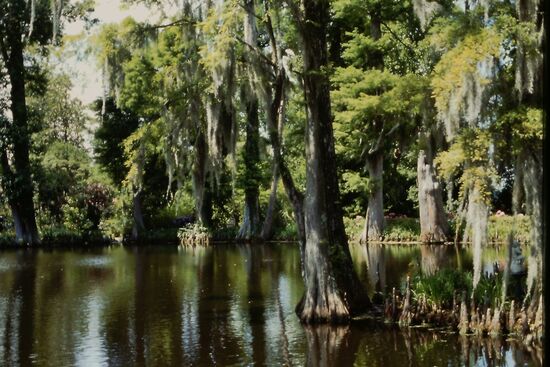 Bäume in den Swamps
