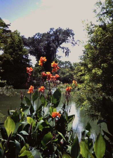 Blumen an den Swamps