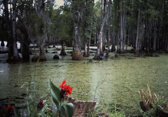 Roter Tupfer in den dunklen Swamps