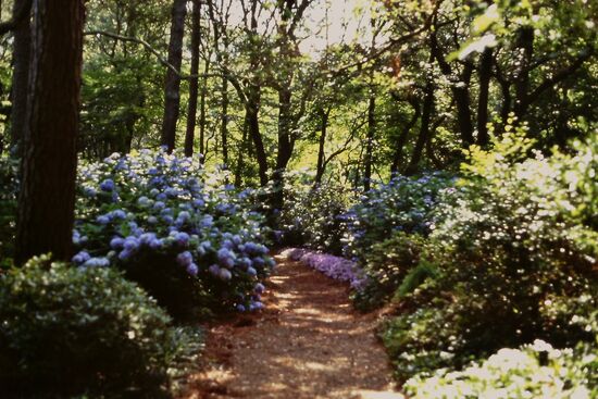 Schöner Weg durch den Garten