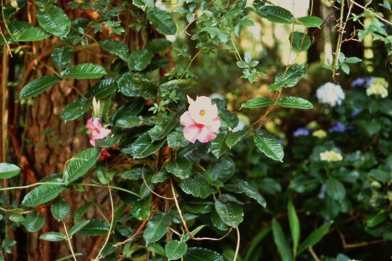 Blüten umranken einen Baumstamm