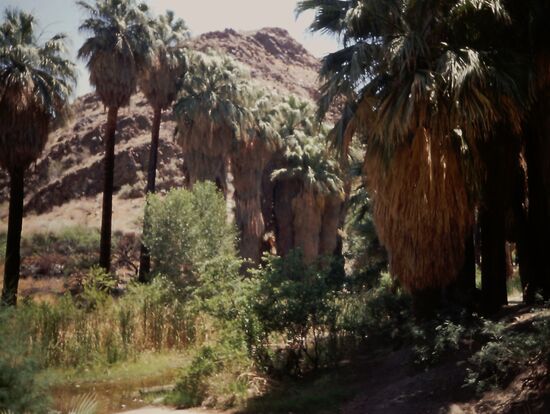 Palm Canyon