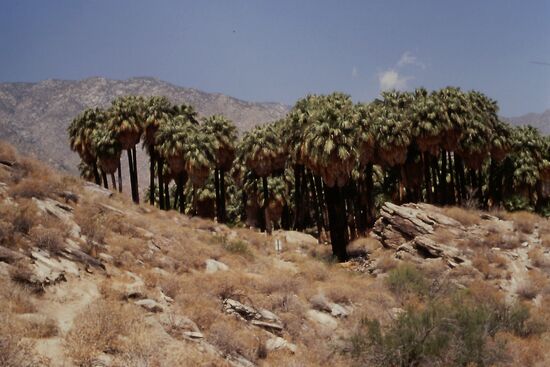 Palm Canyon