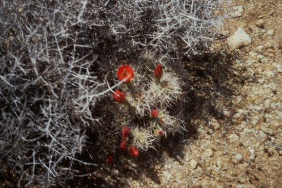 Manchmal blüht es sogar...