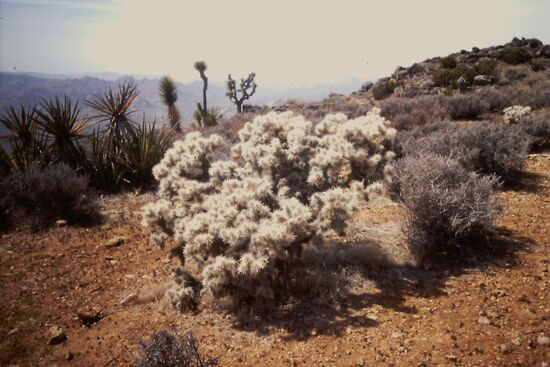 Typische Wüstenvegetation