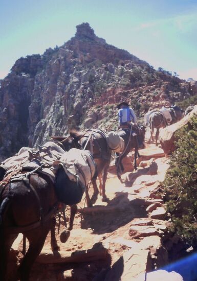 Maultiere auf dem Weg nach oben