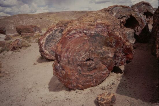 Versteinerte Stämme