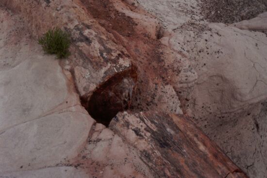 Abgestobener Baumstamm zwischen Felsen