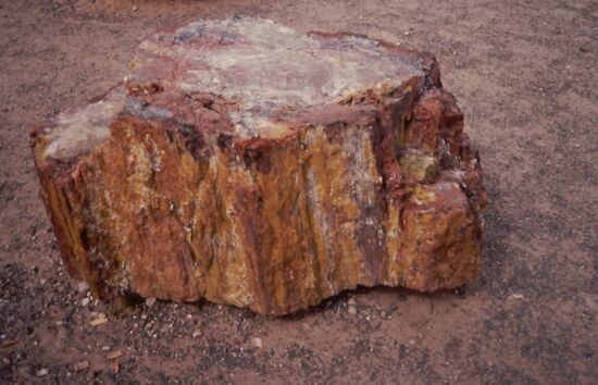 Ein besonders schönes Exemplar