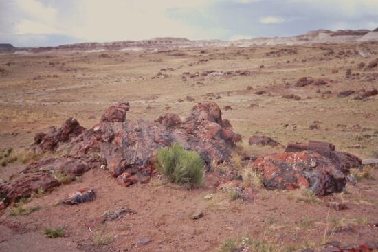 Überall verstreut Reste der versteinerten Baumstämme