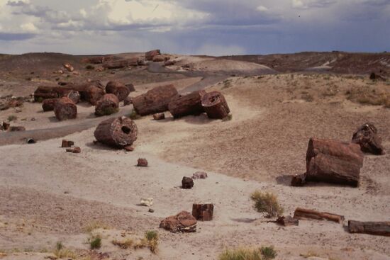 Reste der versteinerten Baumstämme