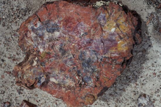 Glänzt wie ein Schmuckstück