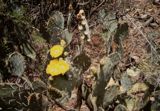 Blühende Kaktusfeige