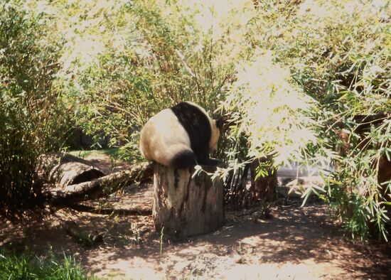 Leider zeigte der Panda die ganze Zeit nur sein Hinterteil...