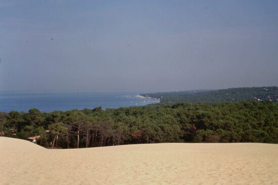 Blick auf den Kiefernwald und das Meer