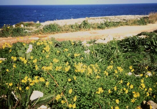 Es blüht auch Ende Dezember