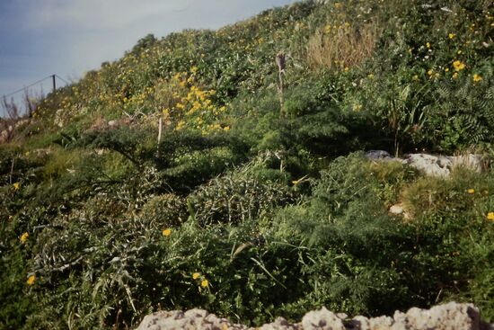 An den Dingli Cliffs