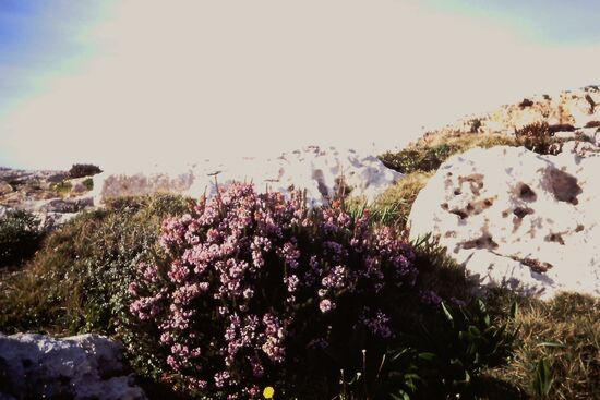 An den Dingli Cliffs