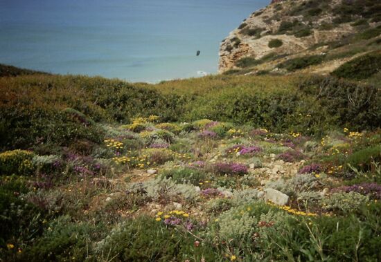 Die schöne Landschaft am Kap