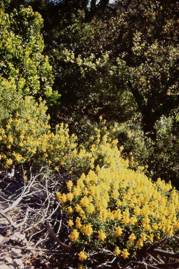 Landschaft an de Algarve