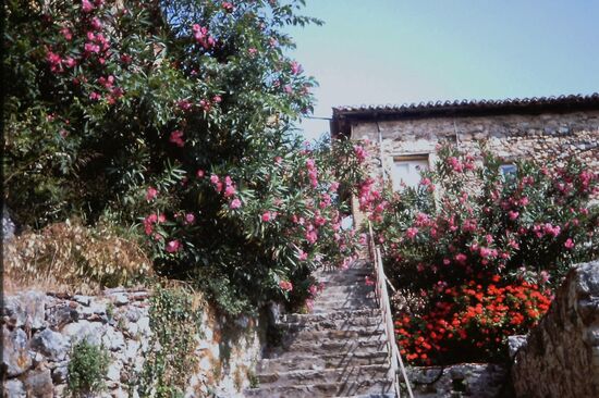 Blühener Oleander in Mistra